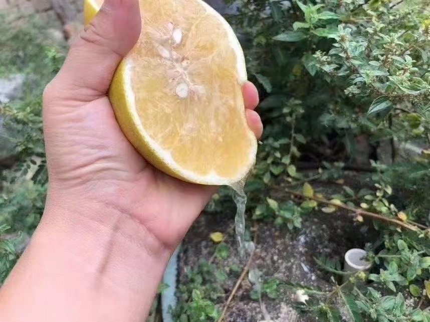 科学图解:西柚汁分子(红色)阻断肝脏CYP3A4酶(蓝色)与三七皂苷(黄色)结合位点,箭头标注代谢通路受阻,附真实西柚横切面高清图 西柚与三七粉药物相互作用示意图