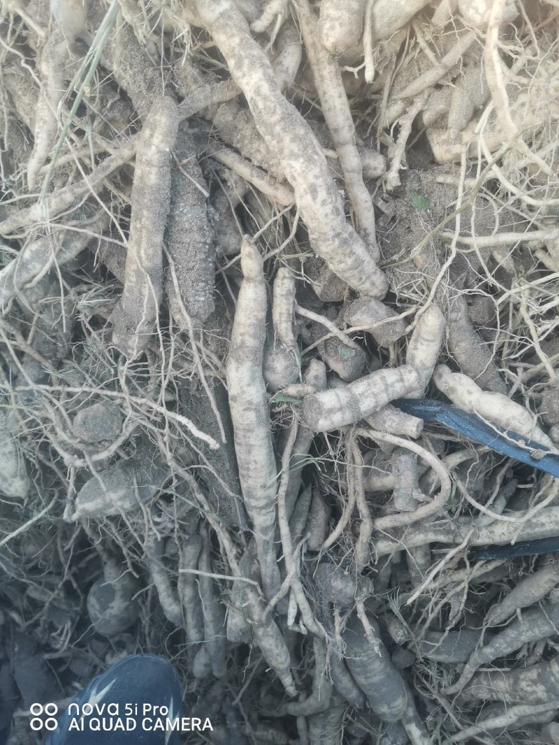 [瓜蒌籽批发]瓜蒌根价格6.00元/斤 - 一亩田