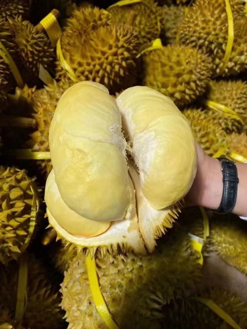 [金枕头榴莲批发]泰国金枕榴莲,软糯香甜,一手供应,坏果包赔,包售后