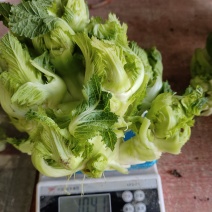 儿菜