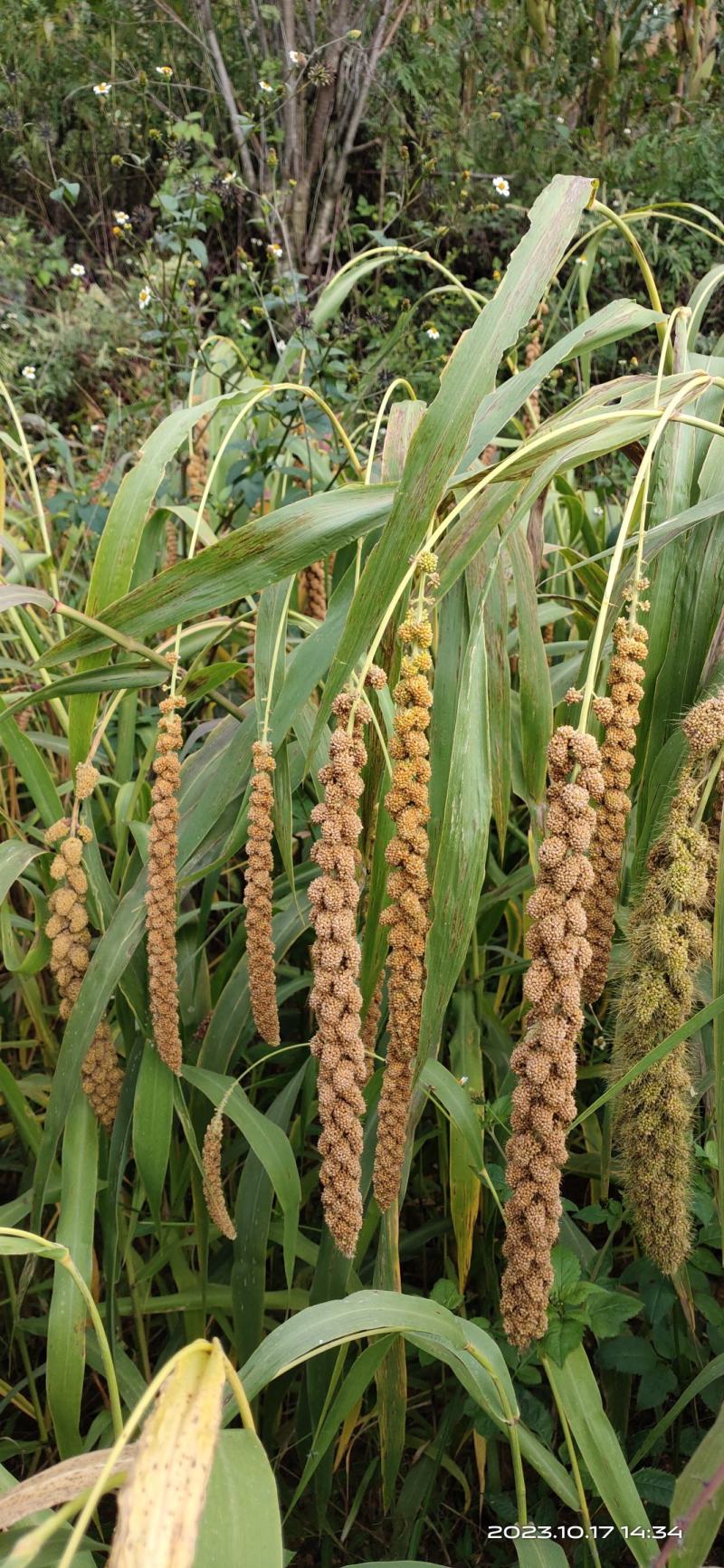 当前位置>供应大厅>粮油作物>小米>【联系我时,请说是在一亩田上看到