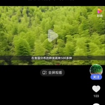 竹子