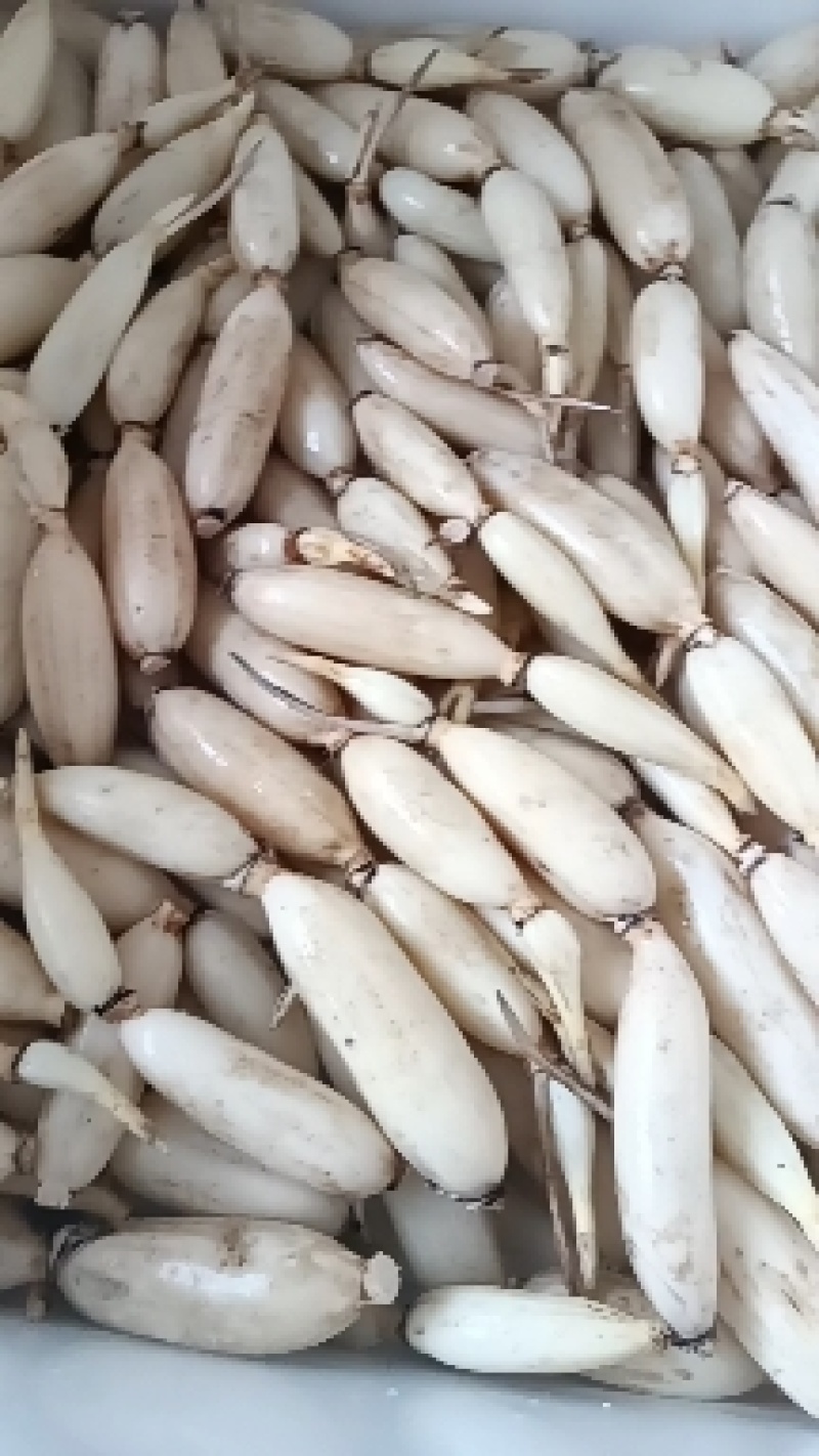 生吃脆甜入口无渣酒店专用的七孔水果藕大量供应