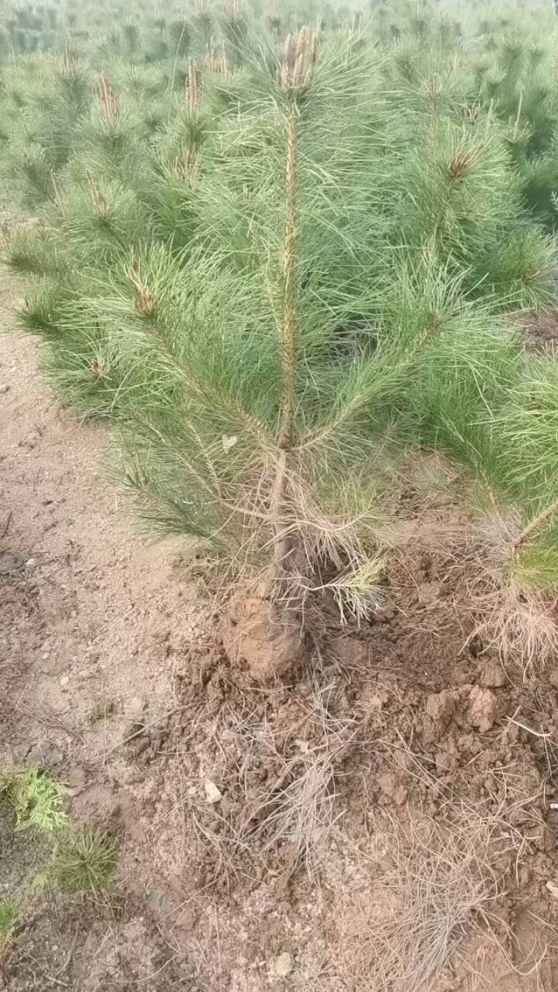 [松树苗批发]山东临沂莒南县松树苗 2