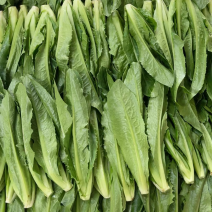 生菜苗，油麦苗
