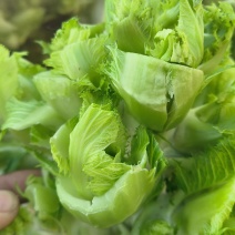儿菜，砀山本地一手货源，可大量供货，包装齐全。