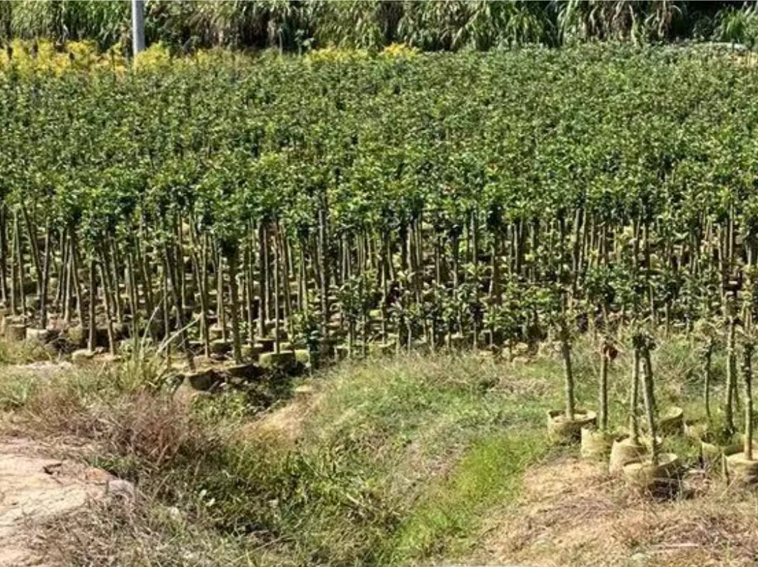 八月桂种植基地