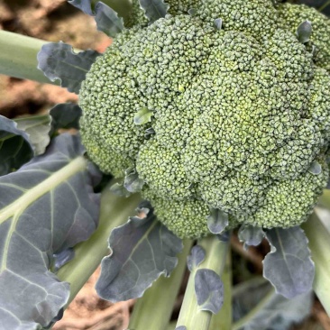 耐寒优质小米粒西兰花大量供货