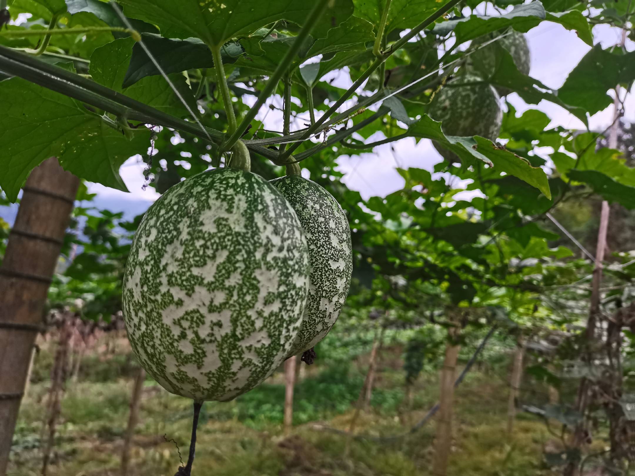 成熟的吊瓜果实色泽鲜亮,果皮条纹分明,果肉红润多汁 吊瓜成熟果实特写