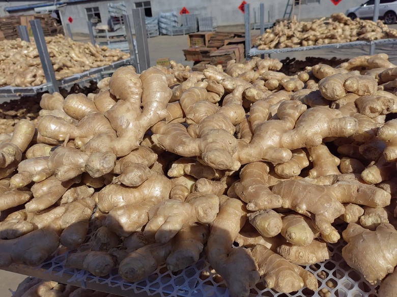 大黄姜产品矩阵展示图