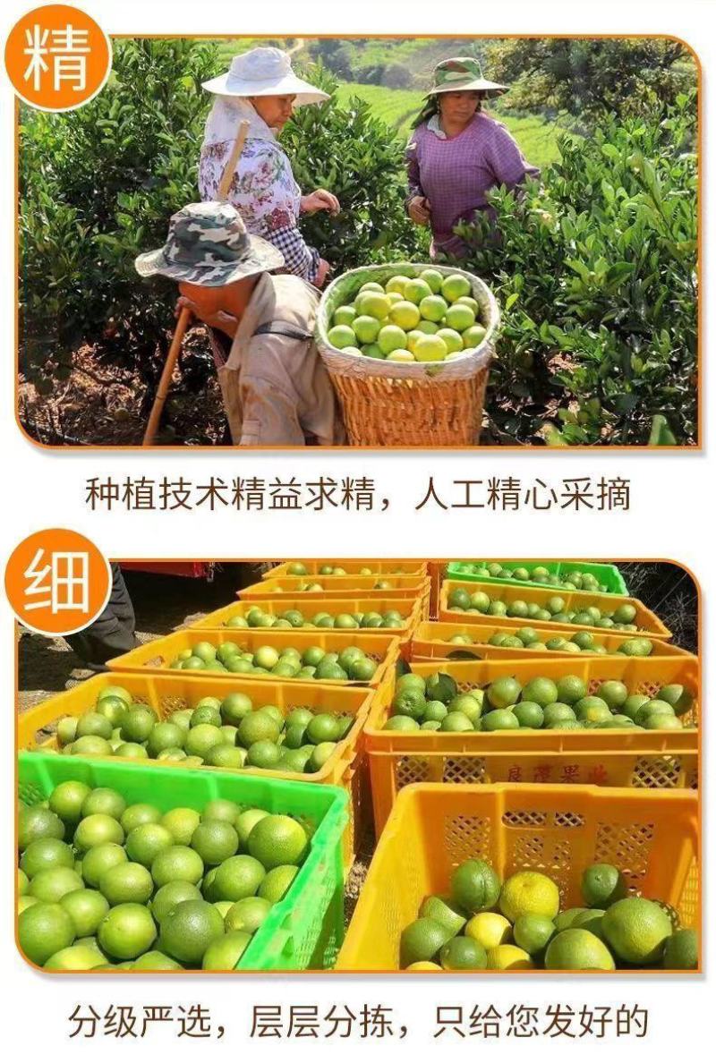 湖南麻阳冰糖橙简介图片