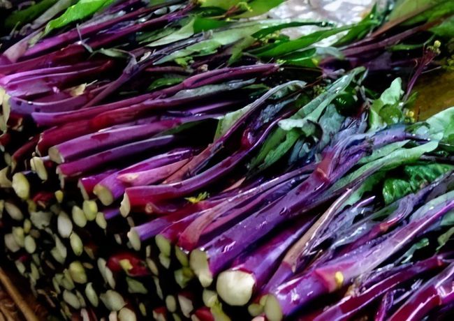 紫菜苔新鲜采摘图