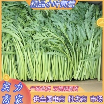 江苏茼蒿优质小叶茼蒿质量保证实力对接全国商超平台