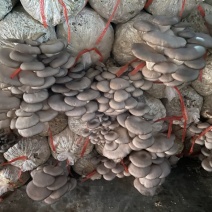 菌包🍄