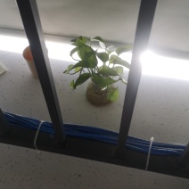 辣根