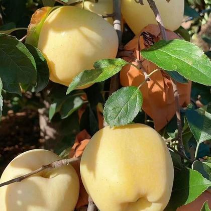 精品维纳斯黄金苹果优质苹果产地一手货源产地代发黄金维纳斯苹果
