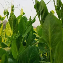 新鲜上豌豆苗营养价值丰富含有丰富的人体必需氨基酸