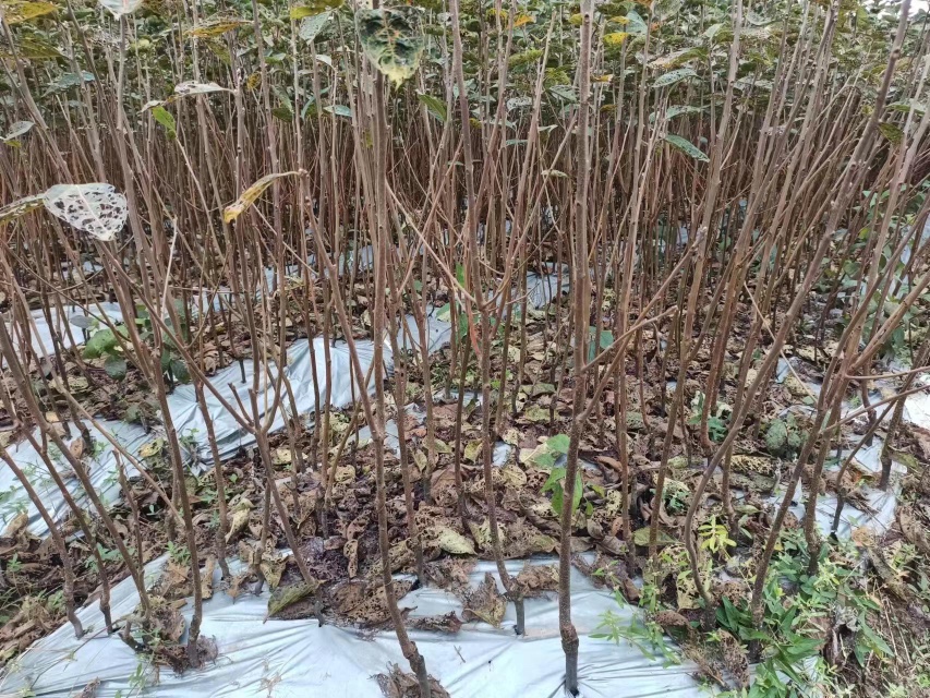 红岩村柿子深加工产品展示