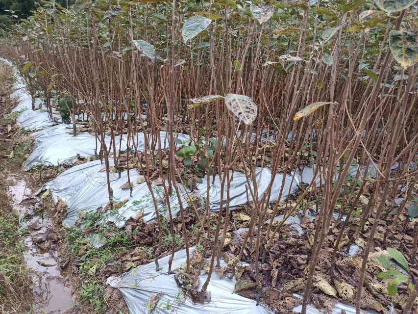 西柿子果园实景：整齐挂果的阳丰甜柿树，果实橙红饱满，叶片浓绿有光泽，晨露未散