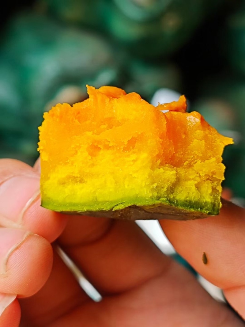 新疆银栗南瓜银板栗南瓜贝贝南瓜大量现货