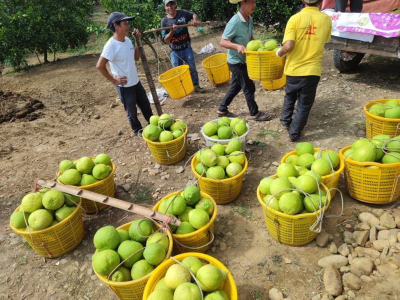 江永老树沙田柚