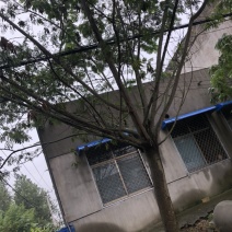 合欢花树