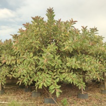 2310基地到期清场处理花叶橡胶榕橡皮树10-15