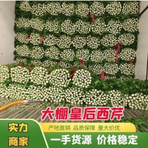 【诚信】内黄县大棚皇后西芹水洗装袋专业工人打捆做工精细