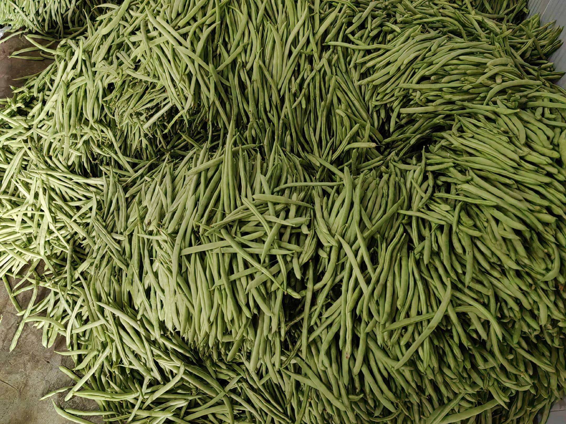 小金豆新鲜采摘特写