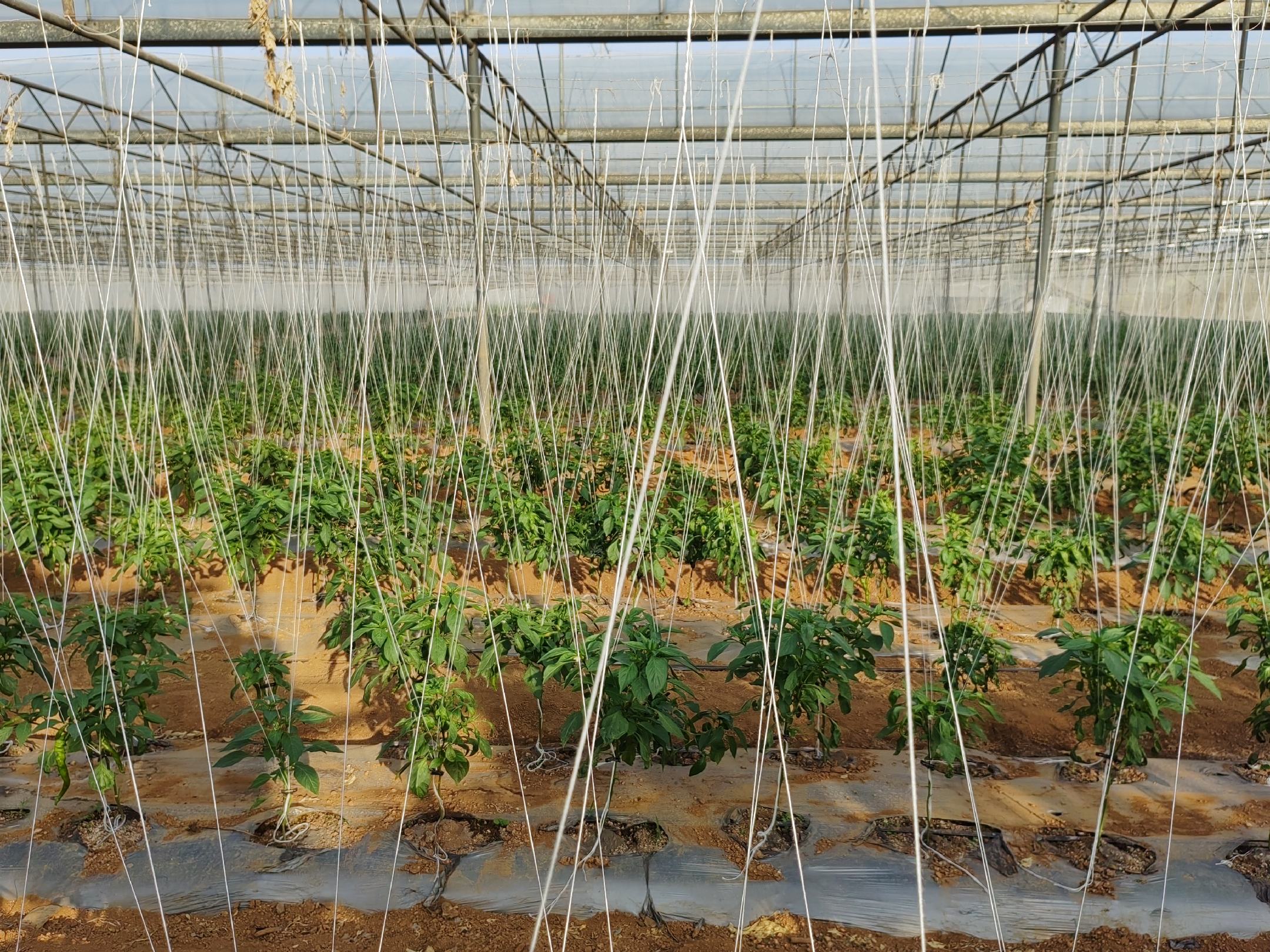 图片说明:夏季阳光照射下的正宗螺丝椒田块,植株整齐排列,果实呈典型螺旋状,农民正在使用便携式滴灌系统进行精准施肥作业;远处可见气象站实时监测风速、光照强度和土壤湿度数据 北方夏播正宗螺丝椒田间生长实景图