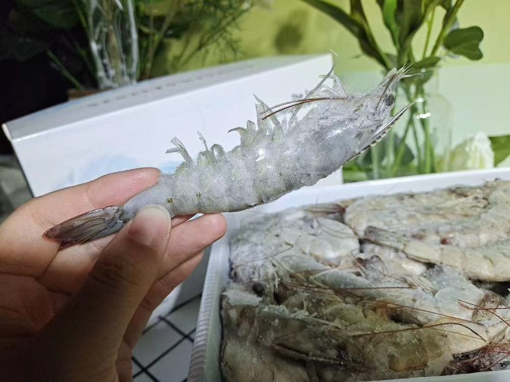 南美白对虾6公分的个体展示