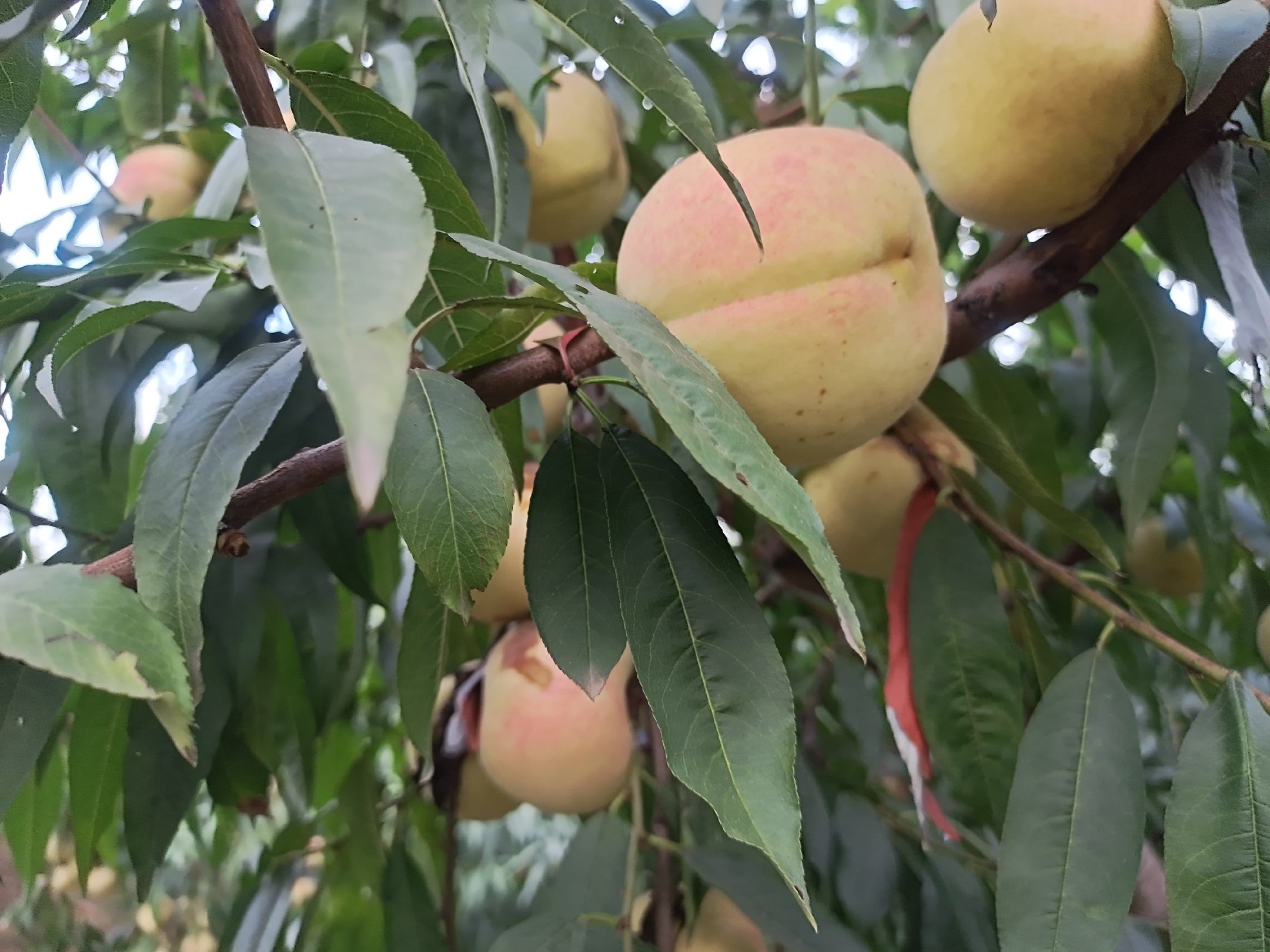 冬桃树整体景观