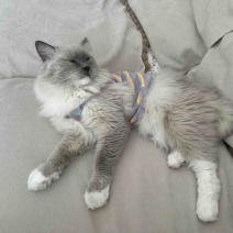 宠物猫