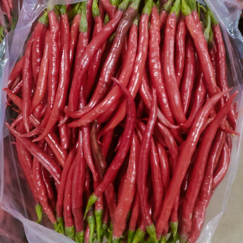 [线椒批发]精品红线椒 青线椒 小皱皮价格1.80元/斤 - 一亩田