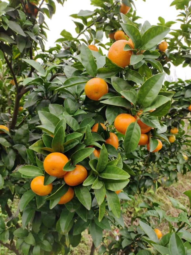 金秋砂糖橘大量上市