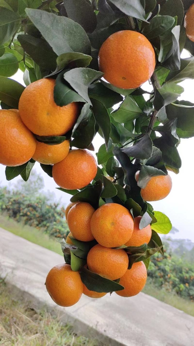 金秋砂糖橘大量上市