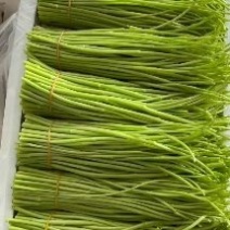 本人种植芦蒿八年，现在云南有八十亩种植基地，从种植到生产