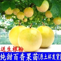 黄金百香果苗特大百香果苗当年结果鸡蛋果苗四季爬藤百香果树