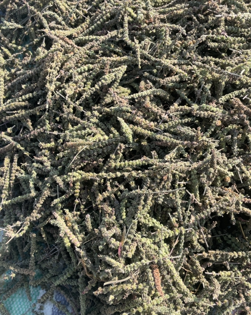 包含一年亩收入5万的药材现在保定种植什么药材的词条