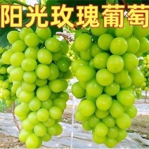 （包邮）阳光玫瑰葡萄苗嫁接葡萄果树苗晴王葡萄苗香印葡萄苗