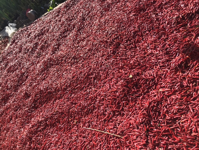 三樱八号辣椒成品干椒展示图