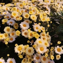 产地杭菊