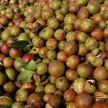 生鲜果大量上市了，可物流试榨，诚信商家！