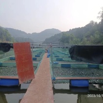 3至6两牛蛙