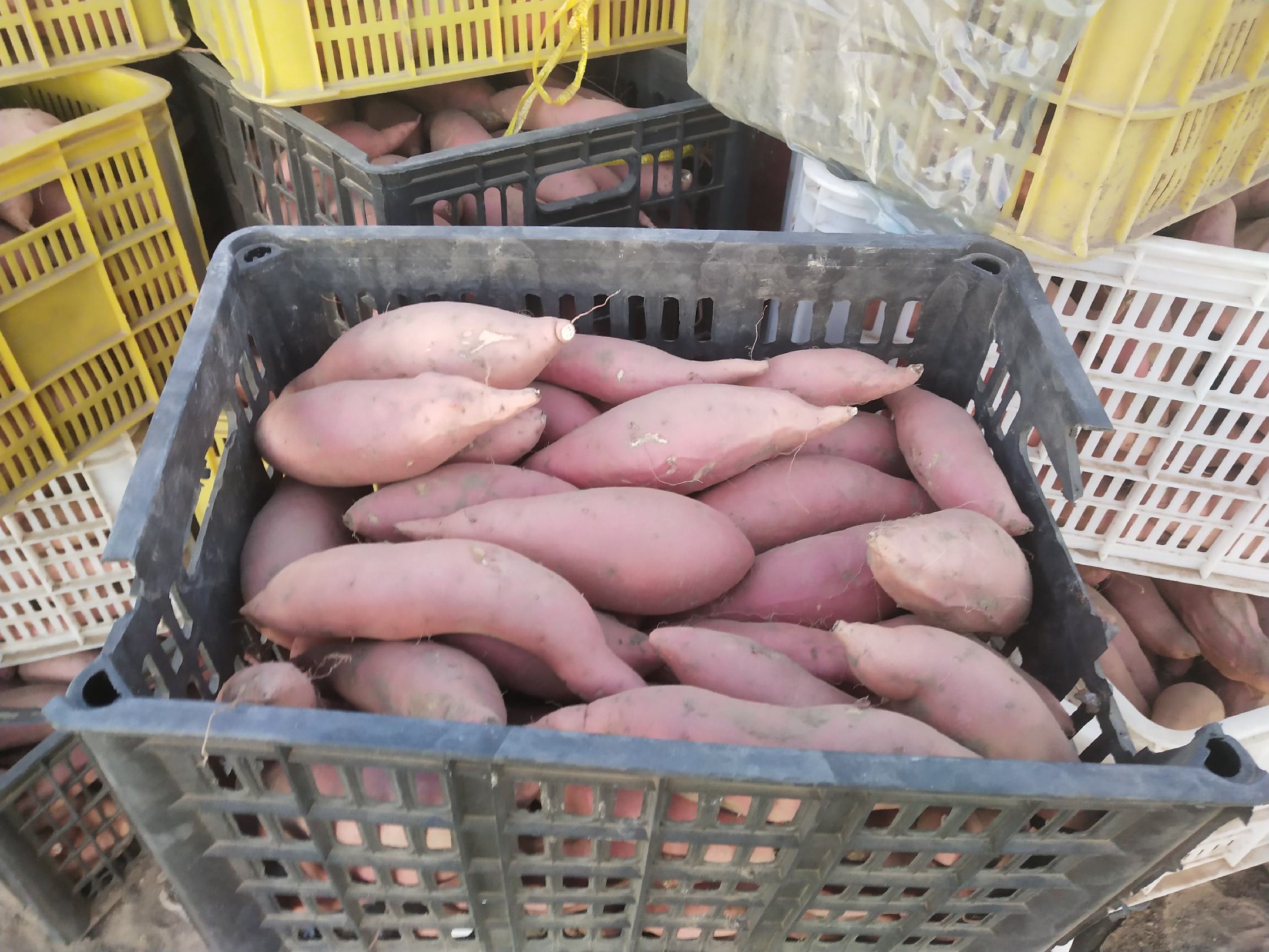 莱阳梨果园秋季成熟景象
