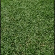 精品草皮
