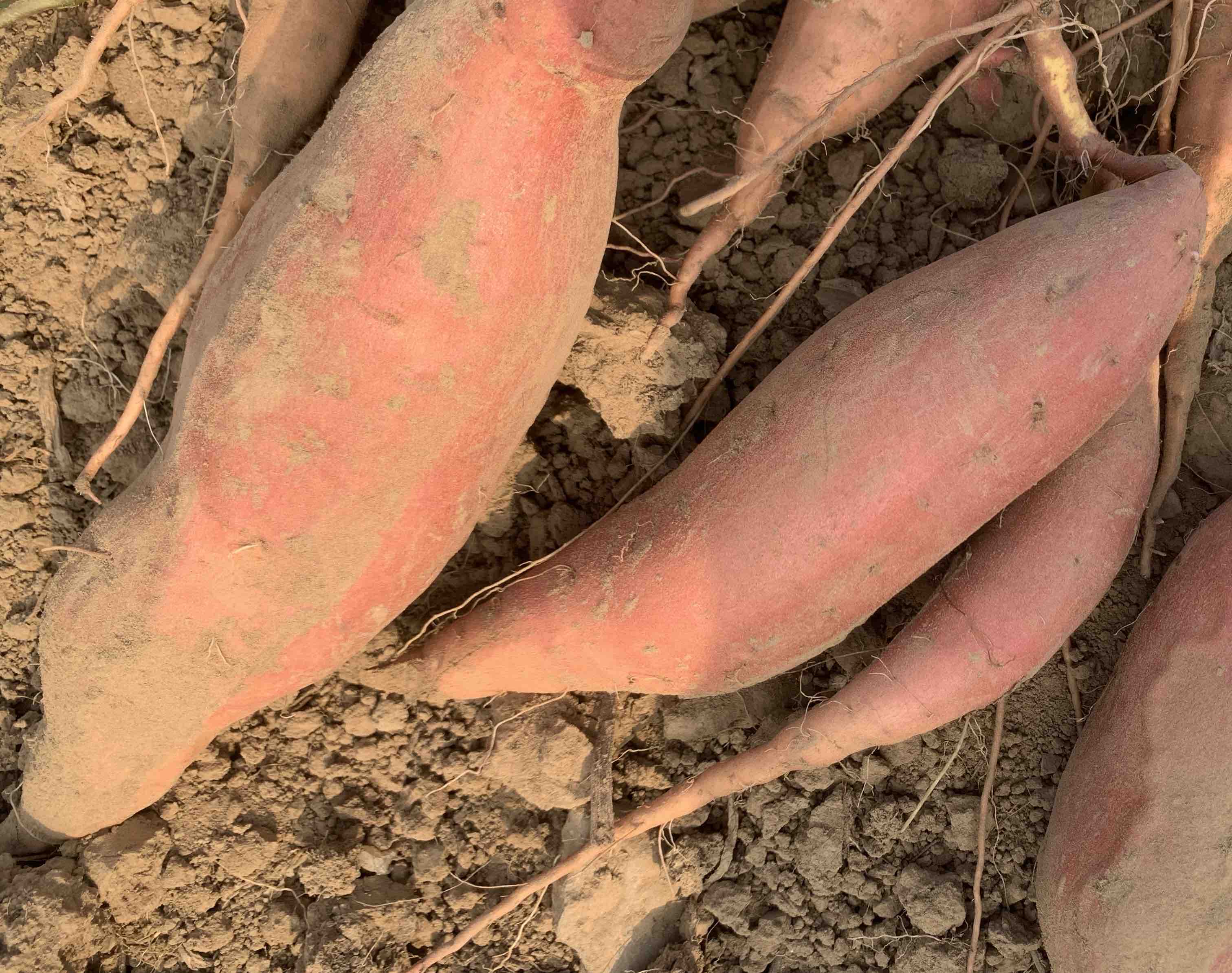 烟薯与榴莲蜜薯对比图