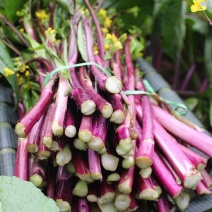 湖北沙洋县蔬菜基地，大量上市红菜苔，质量很好，规格整齐