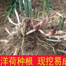 洋荷姜种根现挖现发成活率高洋何种子根