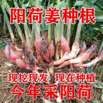 洋荷姜种根阳荷洋火现挖现发洋荷种阳荷姜种根